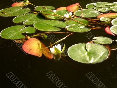 Water-lilies