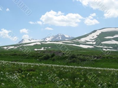 the Alpine meadows
