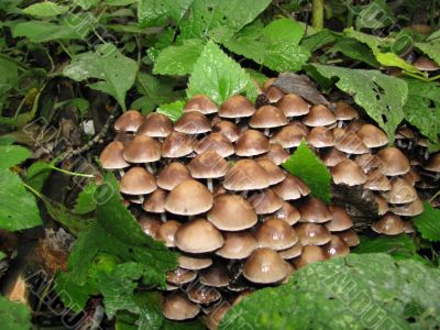 Mushrooms