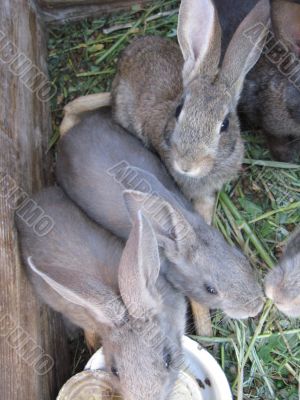 brood of the rabbits