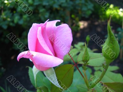 Gentle rose
