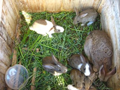 brood of the rabbits