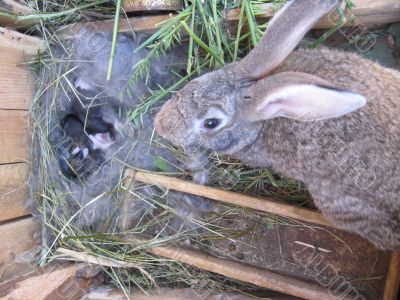 brood of the rabbits