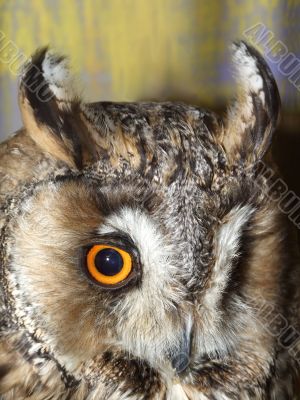 Beautiful owl`s eye