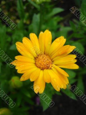 calendula