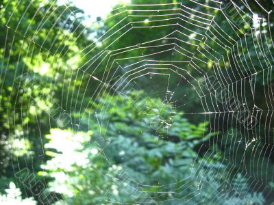 spider's web
