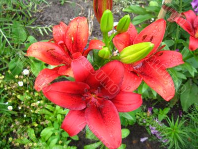 beautiful red lilies