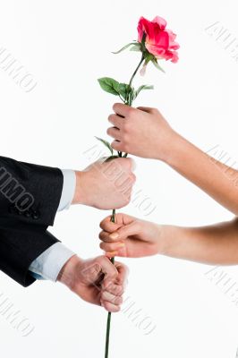 rose in hands