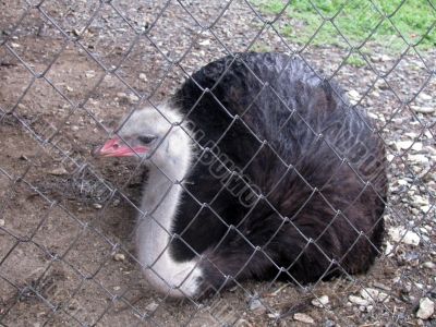 Ostrich