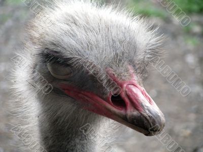 Ostrich
