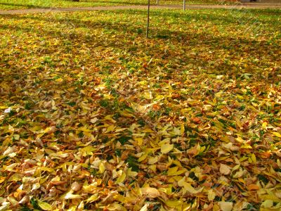 Autumn