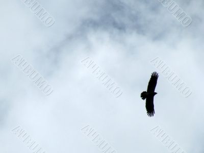 The eagle