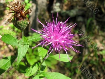 Flower