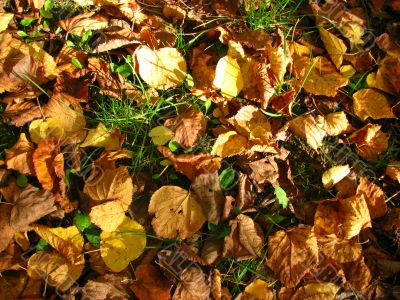 Autumn