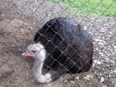Ostrich