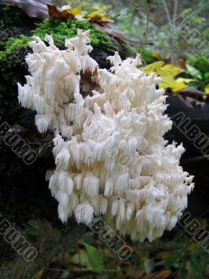 Mushrooms