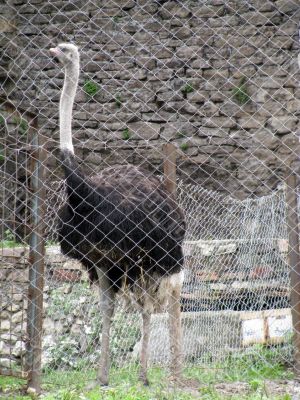 Ostrich