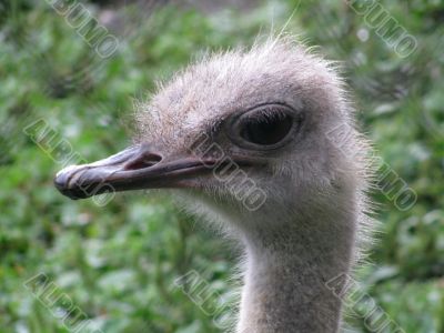 Ostrich