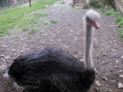 Ostrich