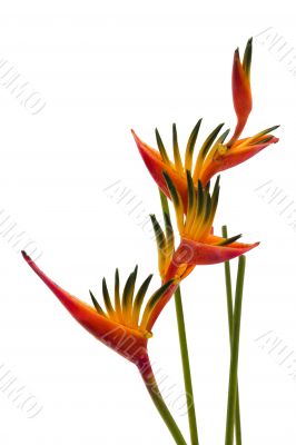 A Bird of Paradise flower, isolated on white