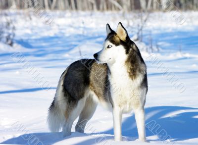 Chukchi husky breed dog on winter background 