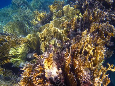 colorful coral reef