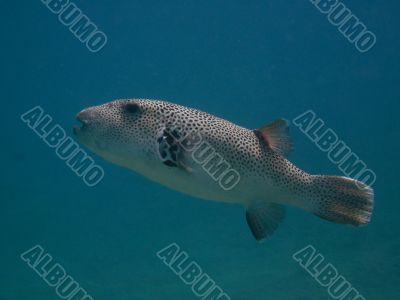 large fish
