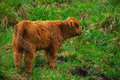 baby highland cow