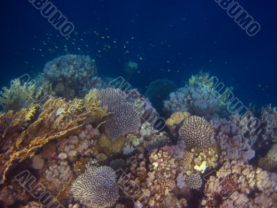 many colorful coral