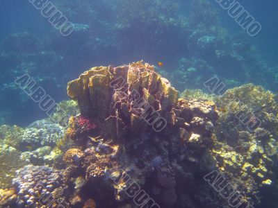 large coral