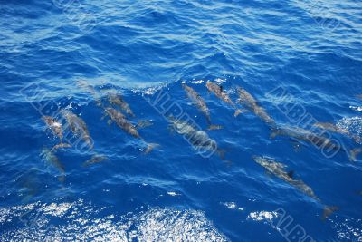 many small dolphin