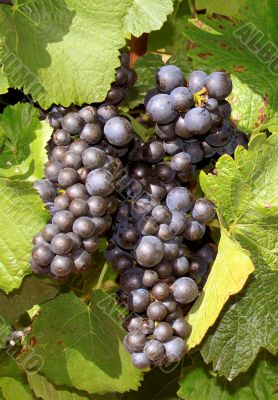 Grapes