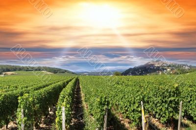 Sunset over a vineyard