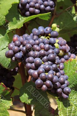 bunch of grapes