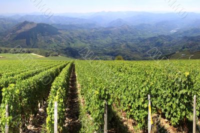 Grapevine