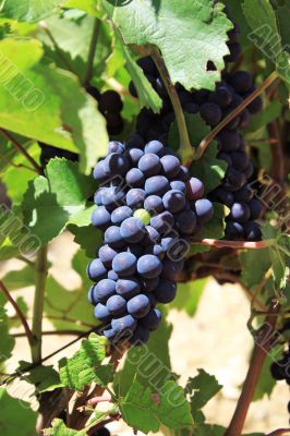 bunch of grapes