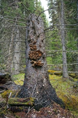 mushrooms on a tree