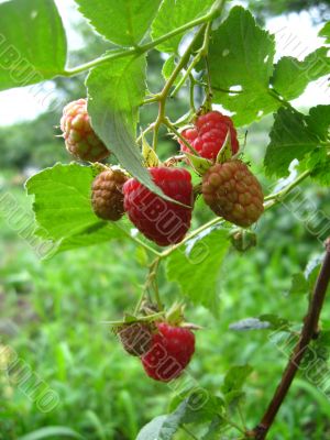 the red raspberry