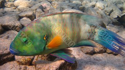 Broomtail Wrasse-fish kind