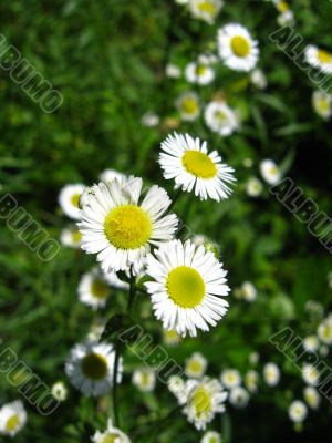 small chamomiles
