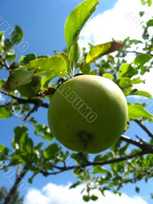 very tasty and ripe apple