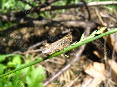 Grey grasshopper