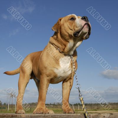 bulldog