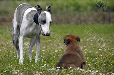 whippet and puppy malinois