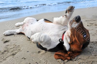 basset hound on a beach