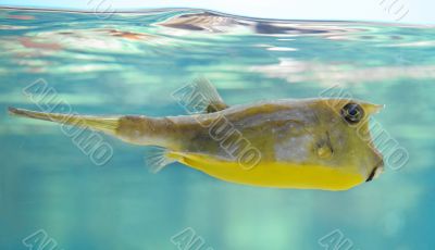 longhorn cowfish