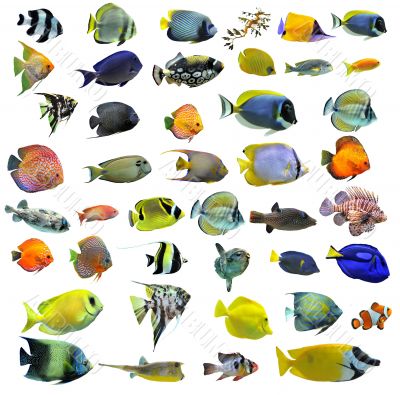 fishes