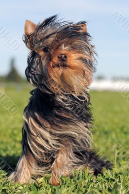 puppy yorkshire terrier