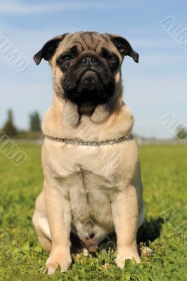 baby pug