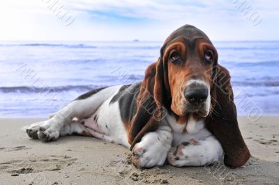 basset hound on a beach